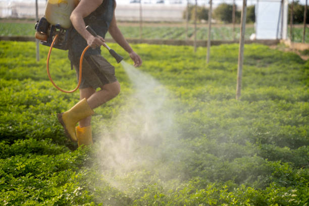 Best Local Pest Control Services  in Hurlock, MD
