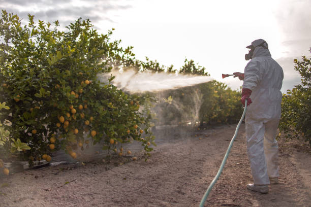 Reliable Hurlock, MD Pest Control Solutions