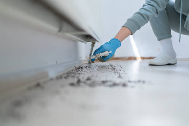 Best Bed Bug Extermination  in Hurlock, MD